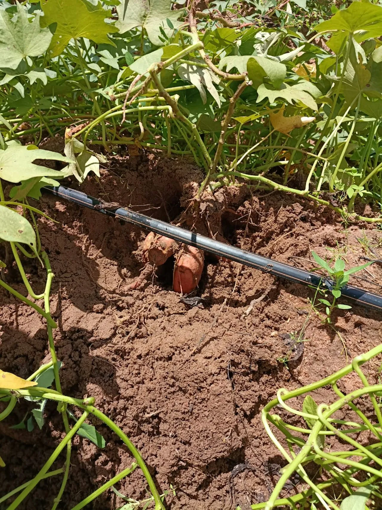 Reunião fortalece parceria do projeto Terra à Mesa Brasil e propagação de batata-doce biofortificada na EAJ/UFRN — mídia 2