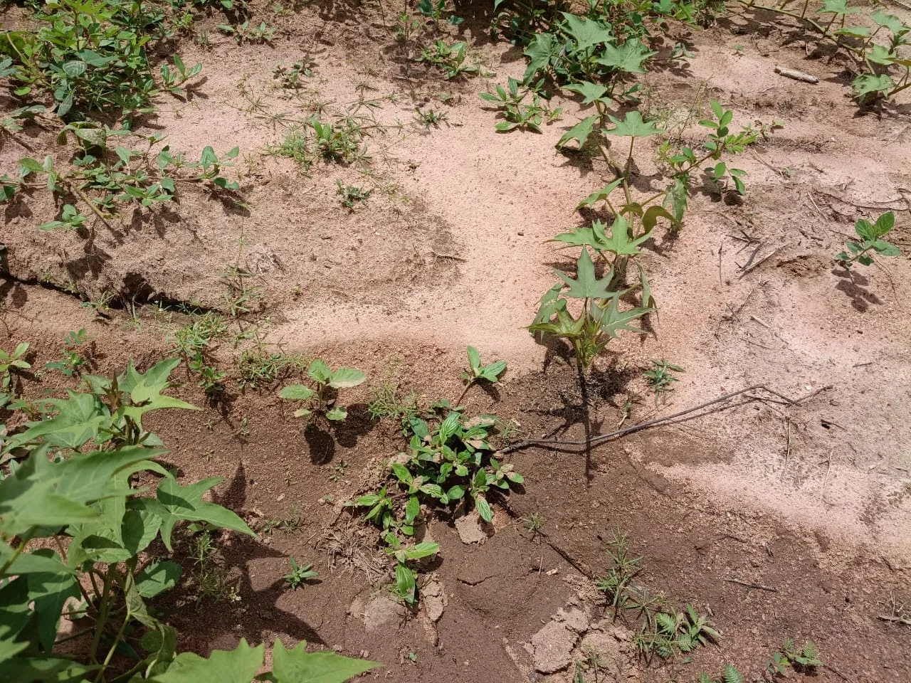Reunião fortalece parceria do projeto Terra à Mesa Brasil e propagação de batata-doce biofortificada na EAJ/UFRN — mídia 3