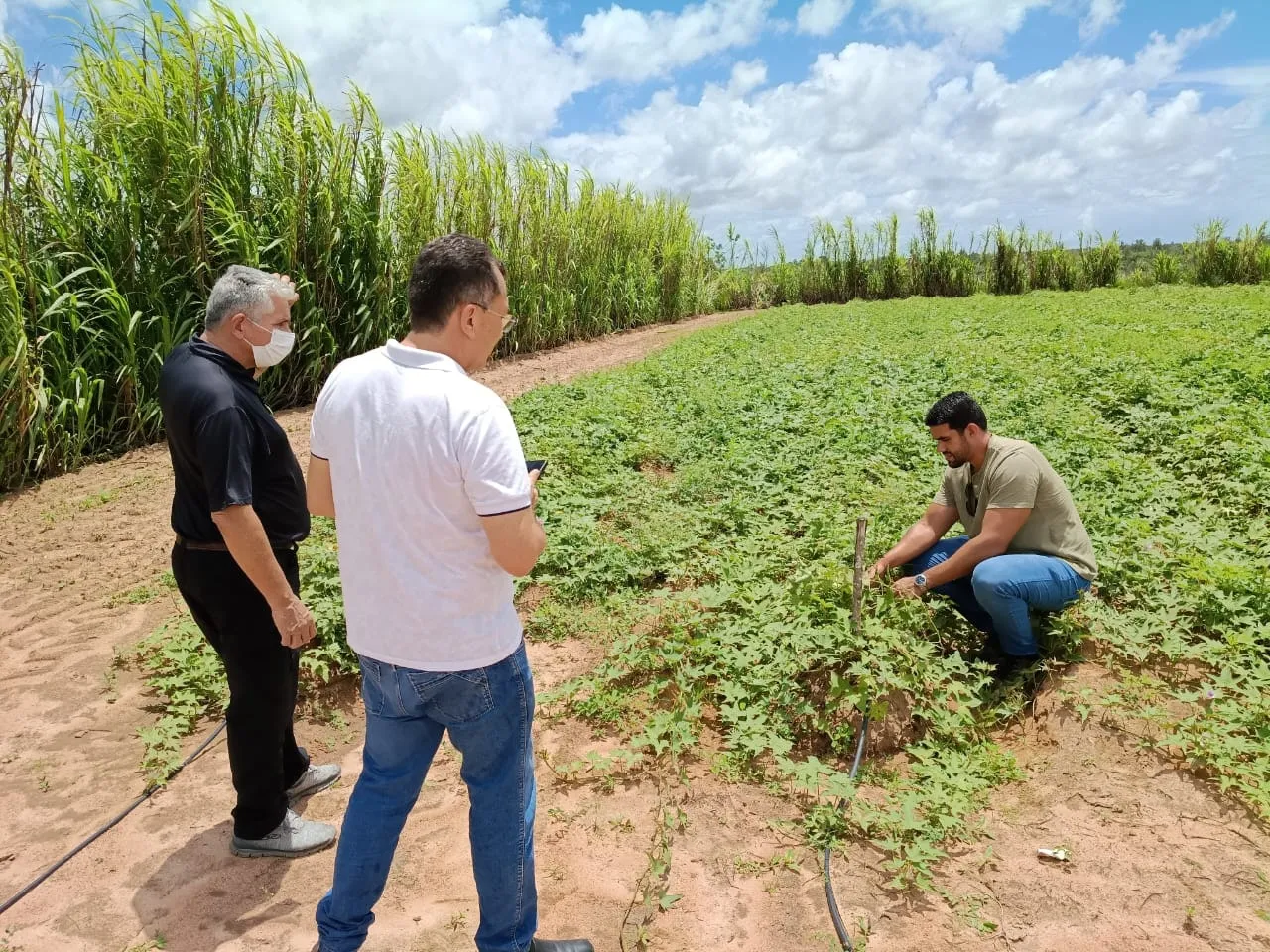 Reunião fortalece parceria do projeto Terra à Mesa Brasil e propagação de batata-doce biofortificada na EAJ/UFRN